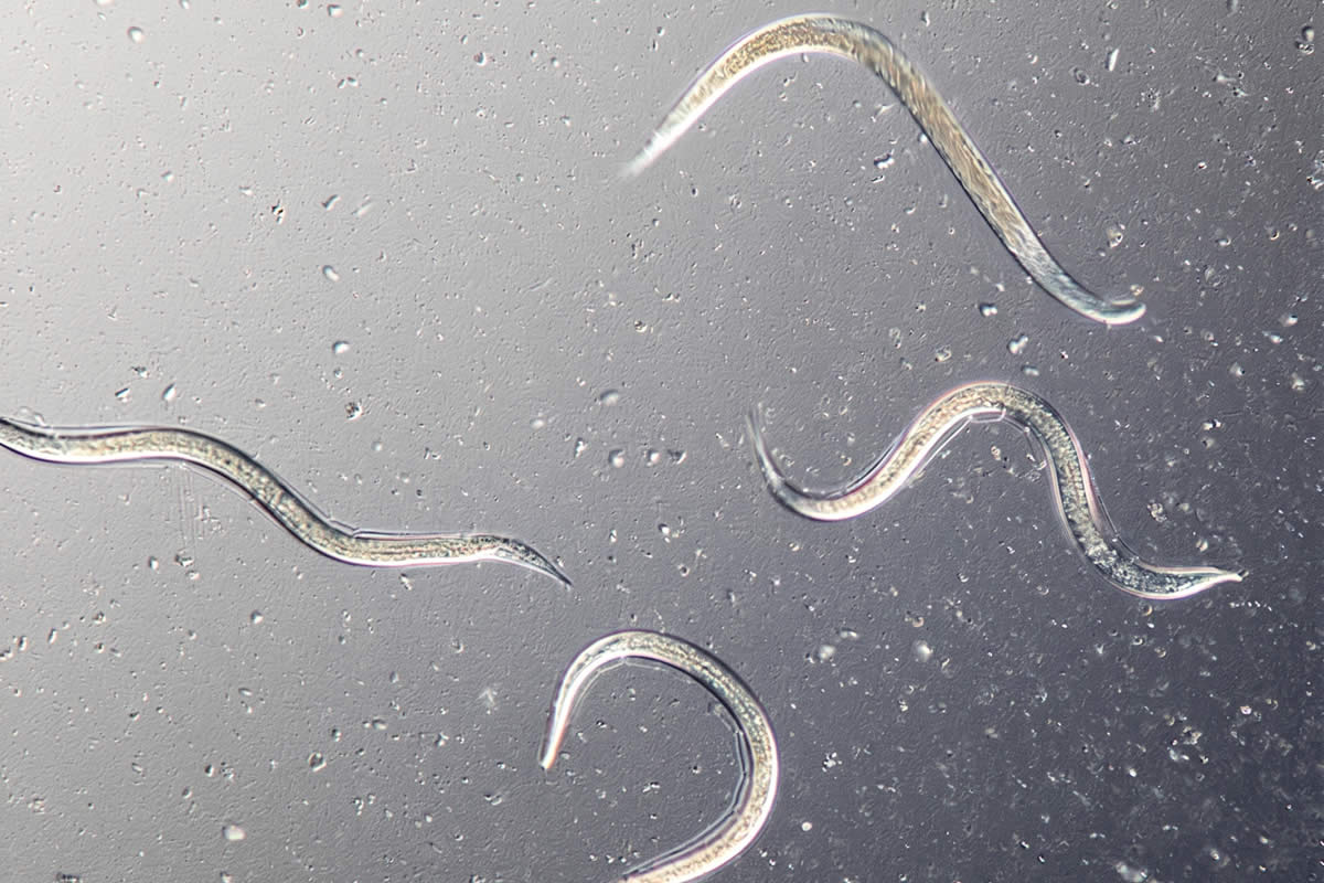 Nematodi contro le larve