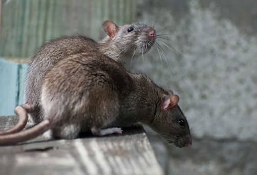 Rischi per la salute legati alla presenza di topi in casa
