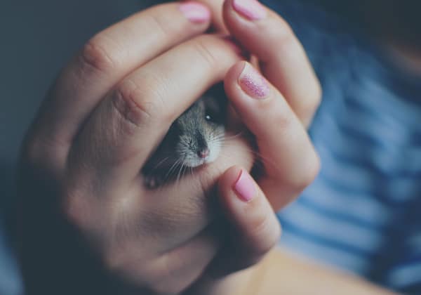 Sistema di multicattura per eliminare i topi senza veleno