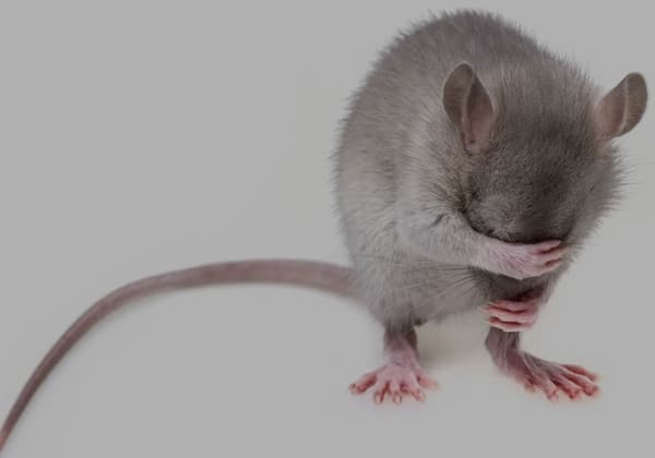 Nido di topi con carta e stoffa sminuzzate dietro un mobile, segno di infestazione di topi in casa