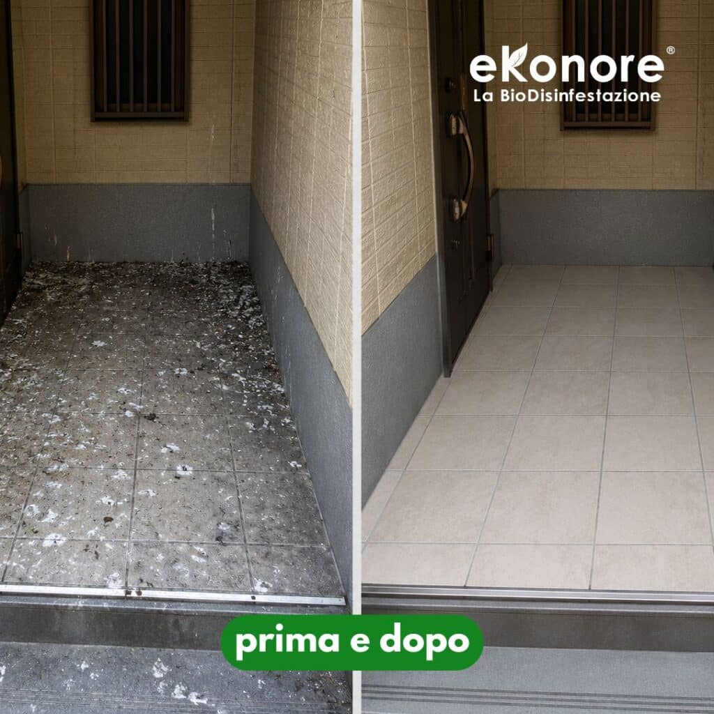 Bonifica e pulizia del guano di piccioni: aspirazione del guano prima della sanificazione, prima e dopo l’intervento