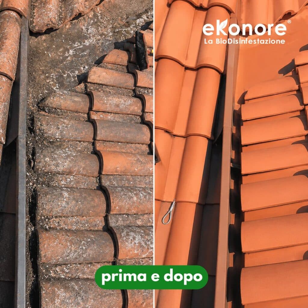 Bonifica e pulizia del guano di piccioni: copertura in tegole, prima e dopo l’intervento