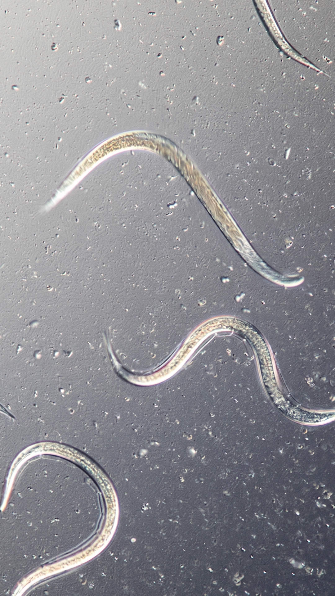 Controllo larve di Popillia japonica con nematodi entomopatogeni