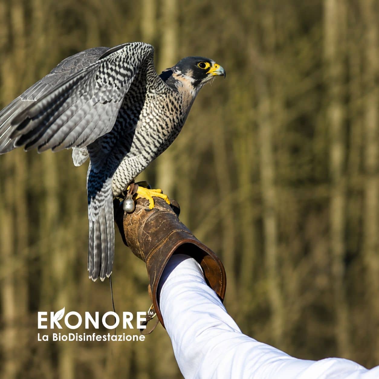 falconeria allontanamento volatili 1 falconeria allontanamento volatili 1
