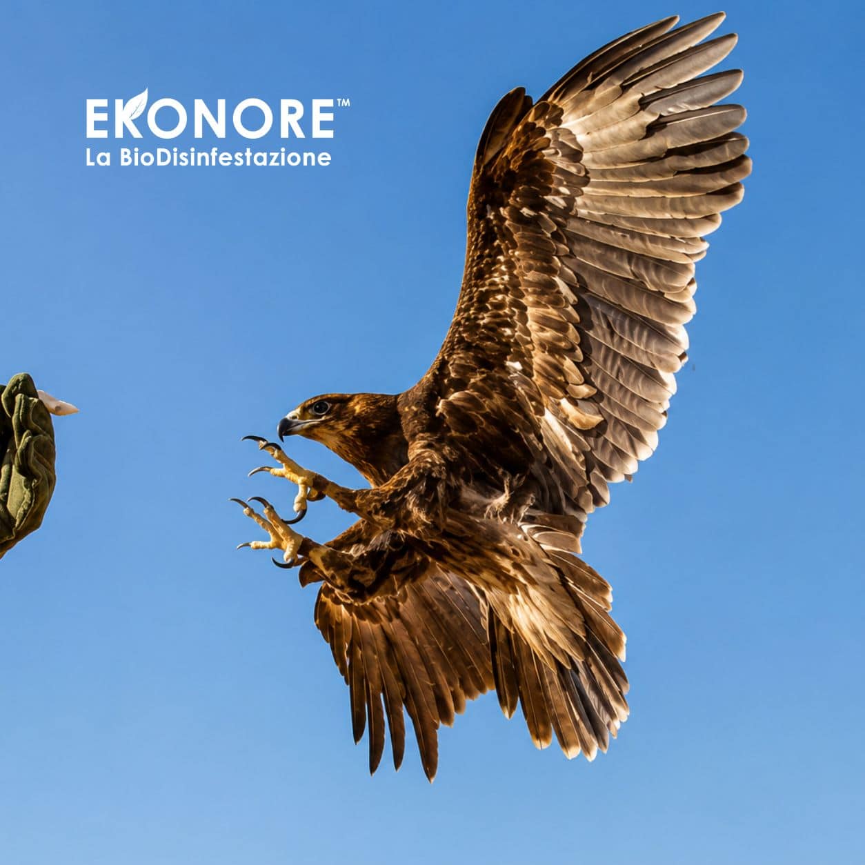 falconeria allontanamento volatili 2 falconeria allontanamento volatili 2