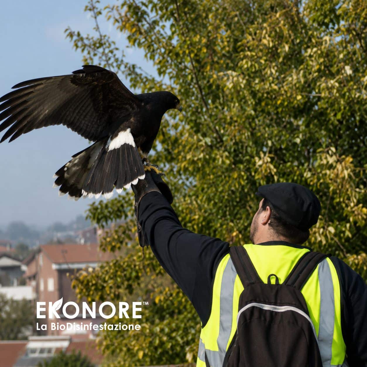 falconeria allontanamento volatili 3 falconeria allontanamento volatili 3