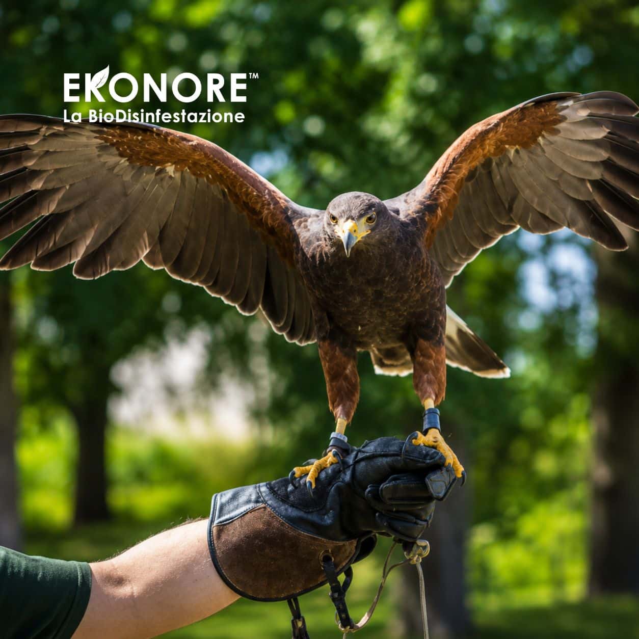 falconeria allontanamento volatili 4 falconeria allontanamento volatili 4