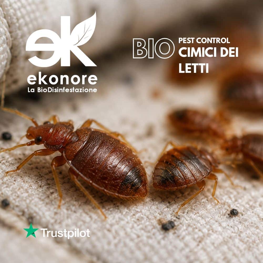 iMMAGINI INTRO INFESTANTI come eliminare cimici dei letti