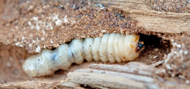 Insetti infestanti del legno