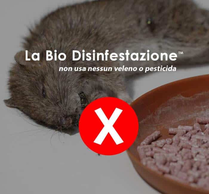 Veleno per topi: perché evitare i rodenticidi e cosa usare al suo posto
