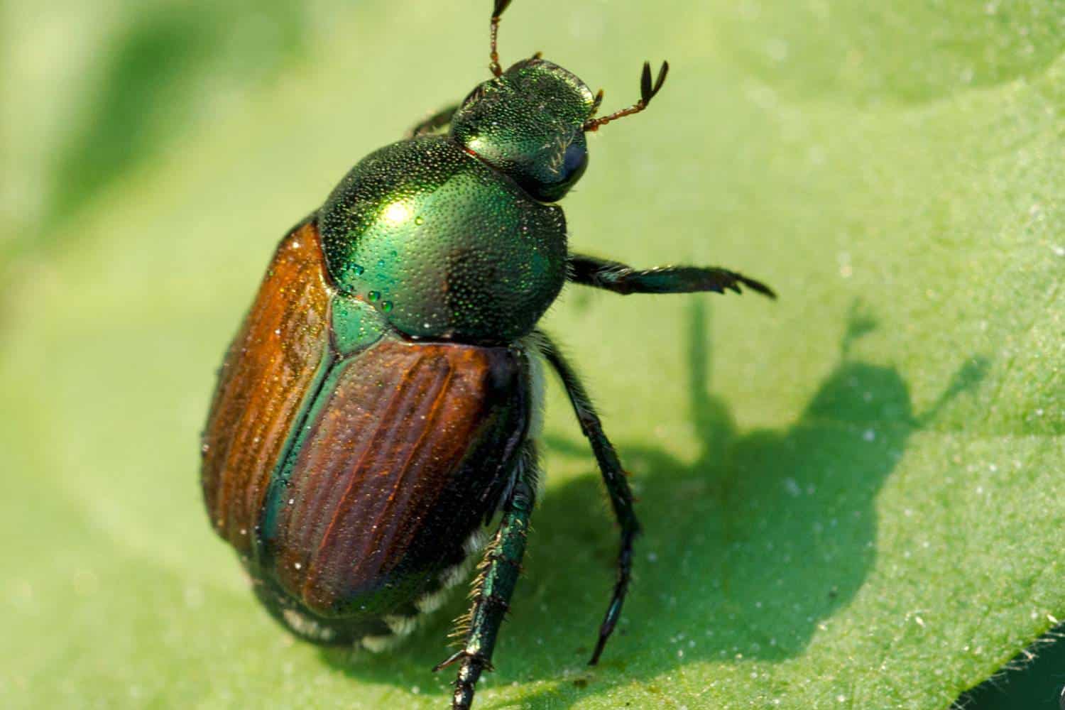 Come Eliminare la popillia Japonica il coleottero giapponese