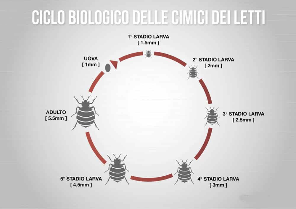 Ciclo biologico delle cimici dei letti e resistenza al digiuno