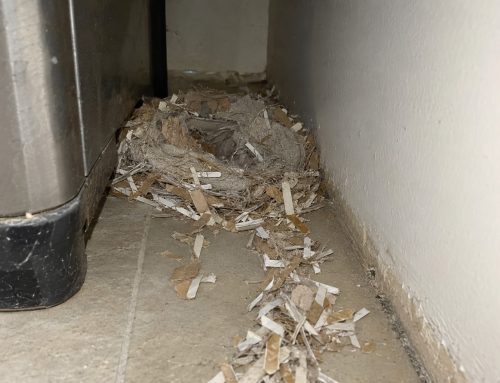 Topi in Cantina: Perché Ci Vanno e Come Liberarsene