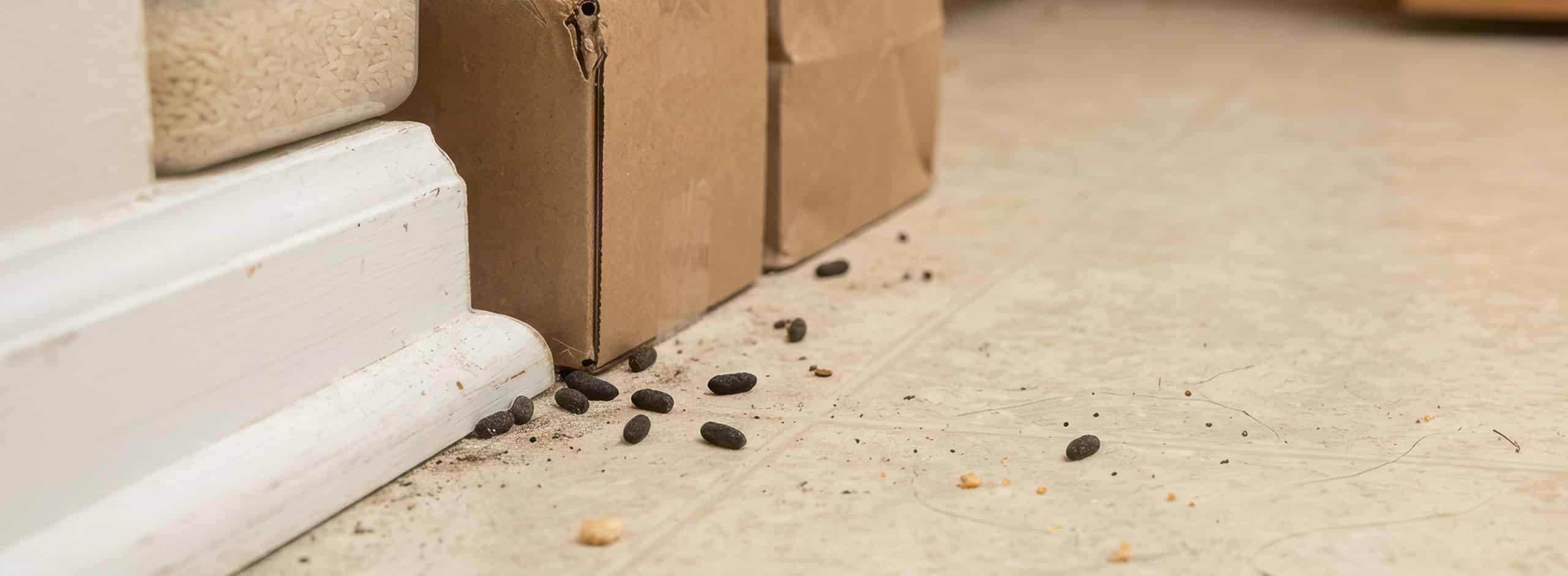 Segni della presenza di topi in casa e azienda
