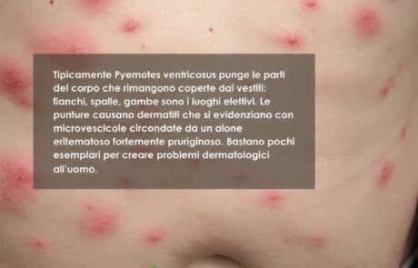 disinfestazione acaro del tarlo