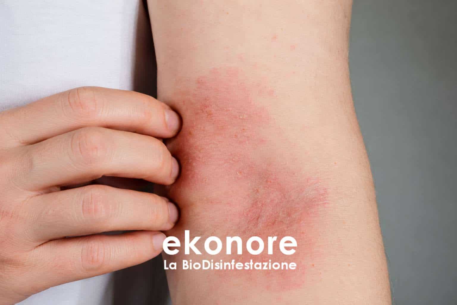 bio-disinfestazione-dermestidi-6 bio disinfestazione dermestidi