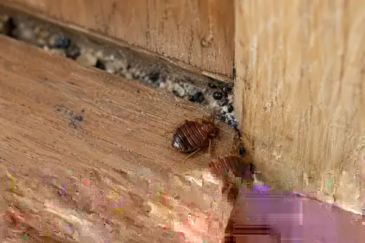 Ritzen im Holz eines Möbels, vor dem Beladen zu prüfen