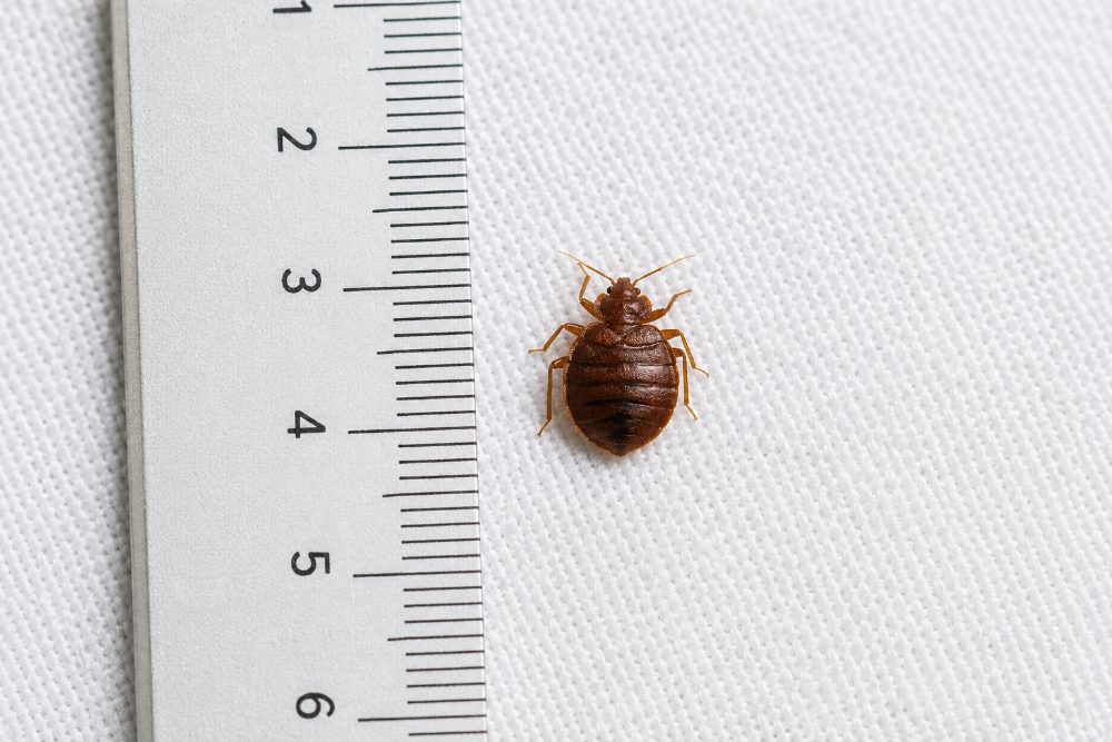 Erwachsene Bettwanze neben einem Lineal: 4–7 mm gross