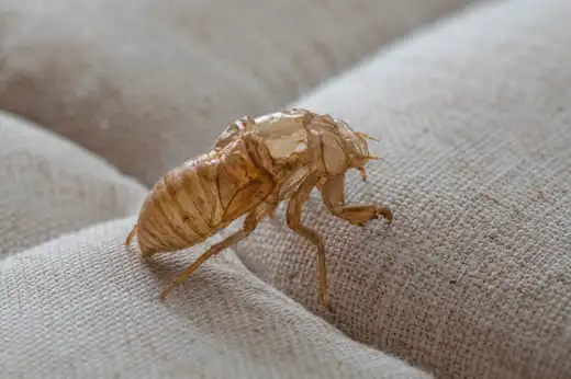 Guscio traslucido (esuvia) di cimice dei letti, segno di muta e crescita della colonia