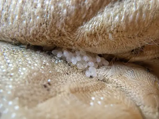 Uova bianche di cimice dei letti, minuscole e allungate