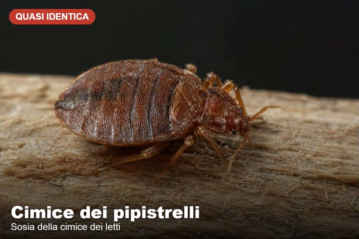 Fledermauswanze, Doppelgängerin der Bettwanze