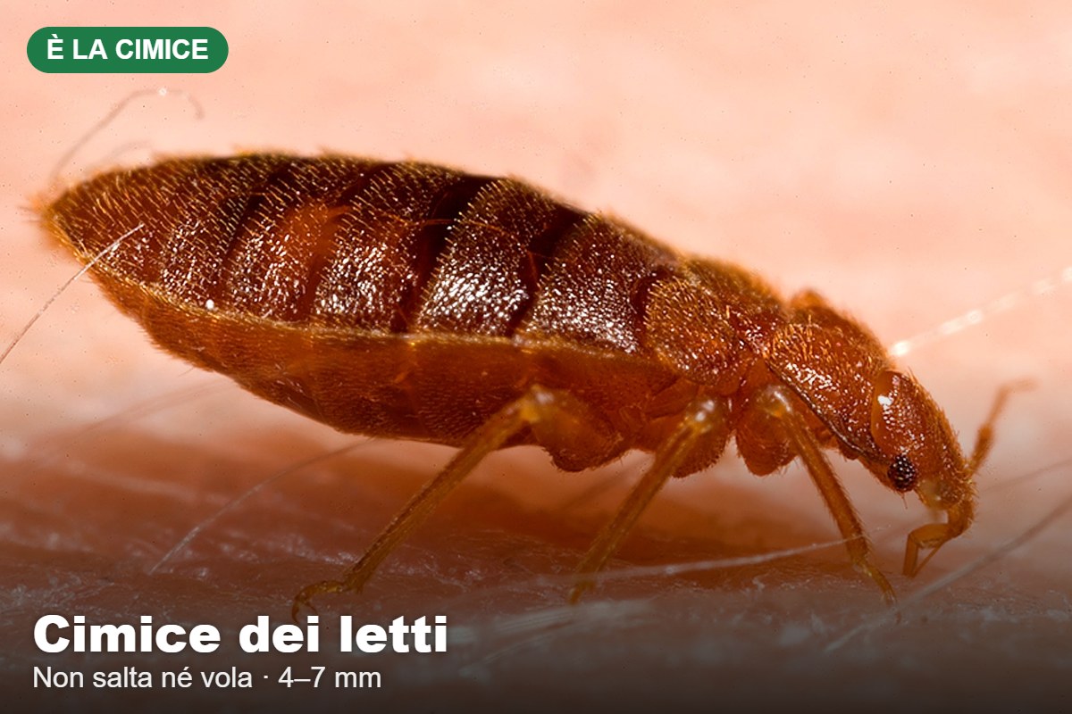 Erwachsene Bettwanze im Vergleich mit ähnlichen Insekten