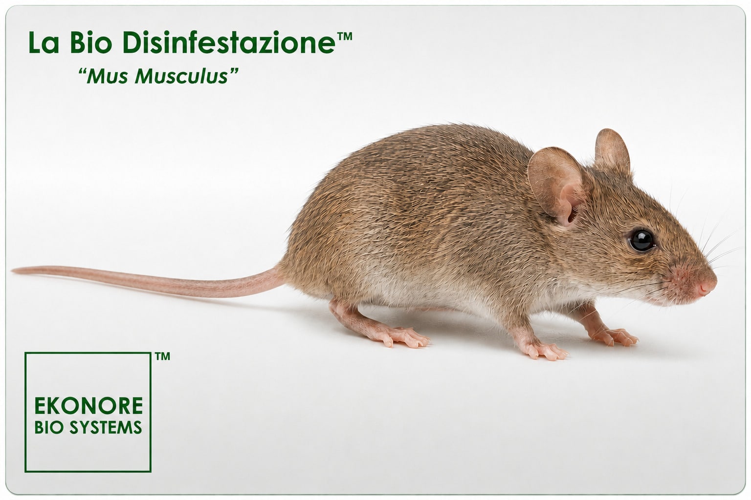 derattizzazione topi topolino domestico specie frequente