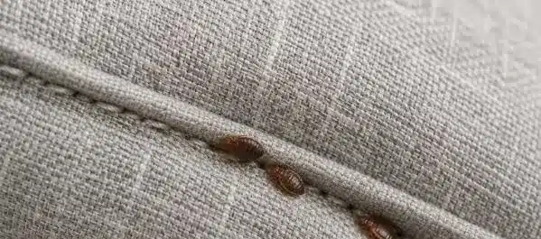 Bettwanzen, versteckt in den Ritzen und im Mechanismus eines Sofas