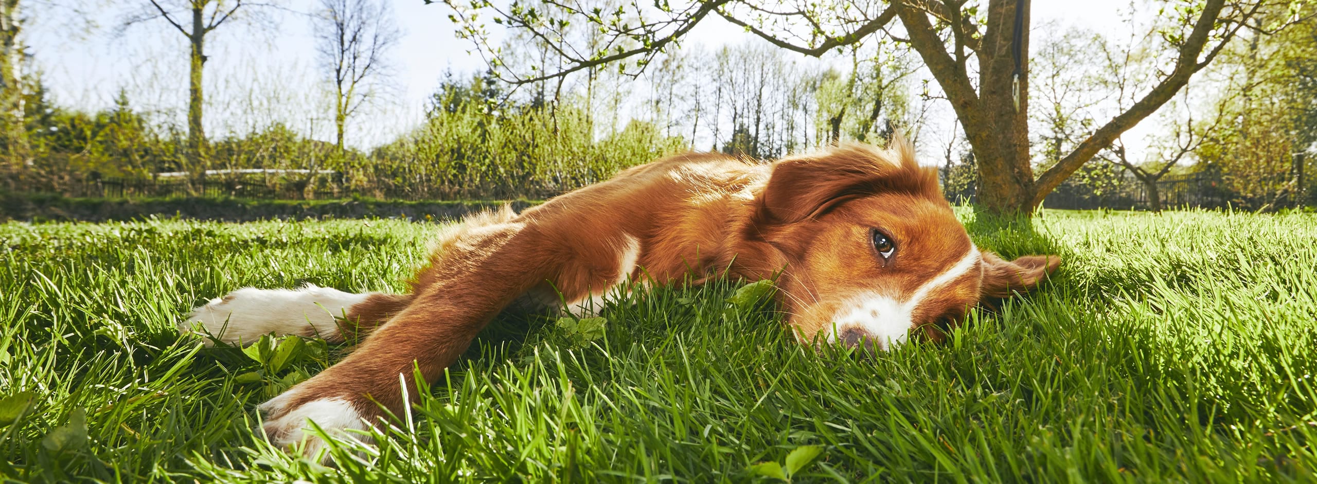 il cane o gatto ha mangiato il veleno per topi cosa fare