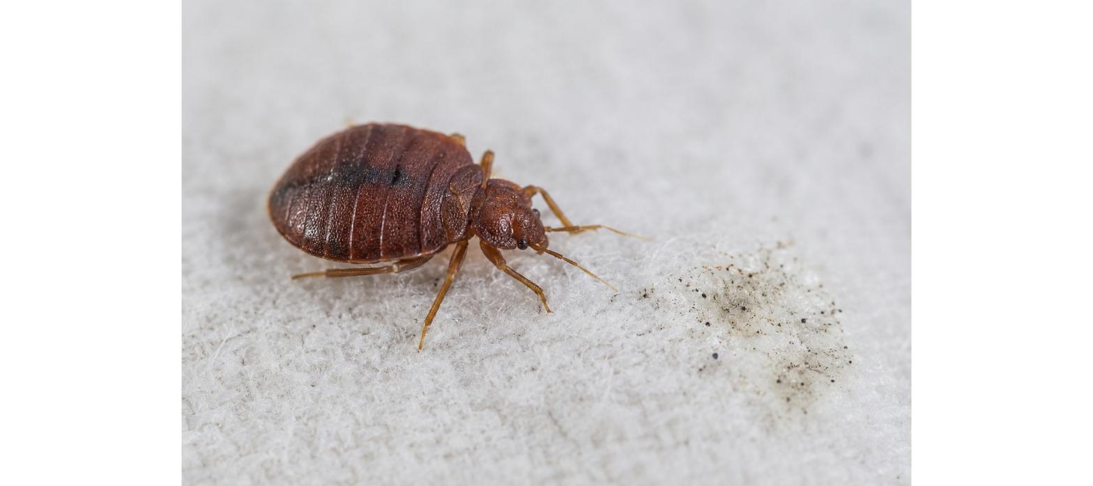 Kutikula der Bettwanze unter dem Mikroskop, Insektizidresistenz