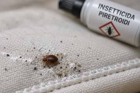 Gegen Pyrethroide resistente Bettwanze, Makrodetail
