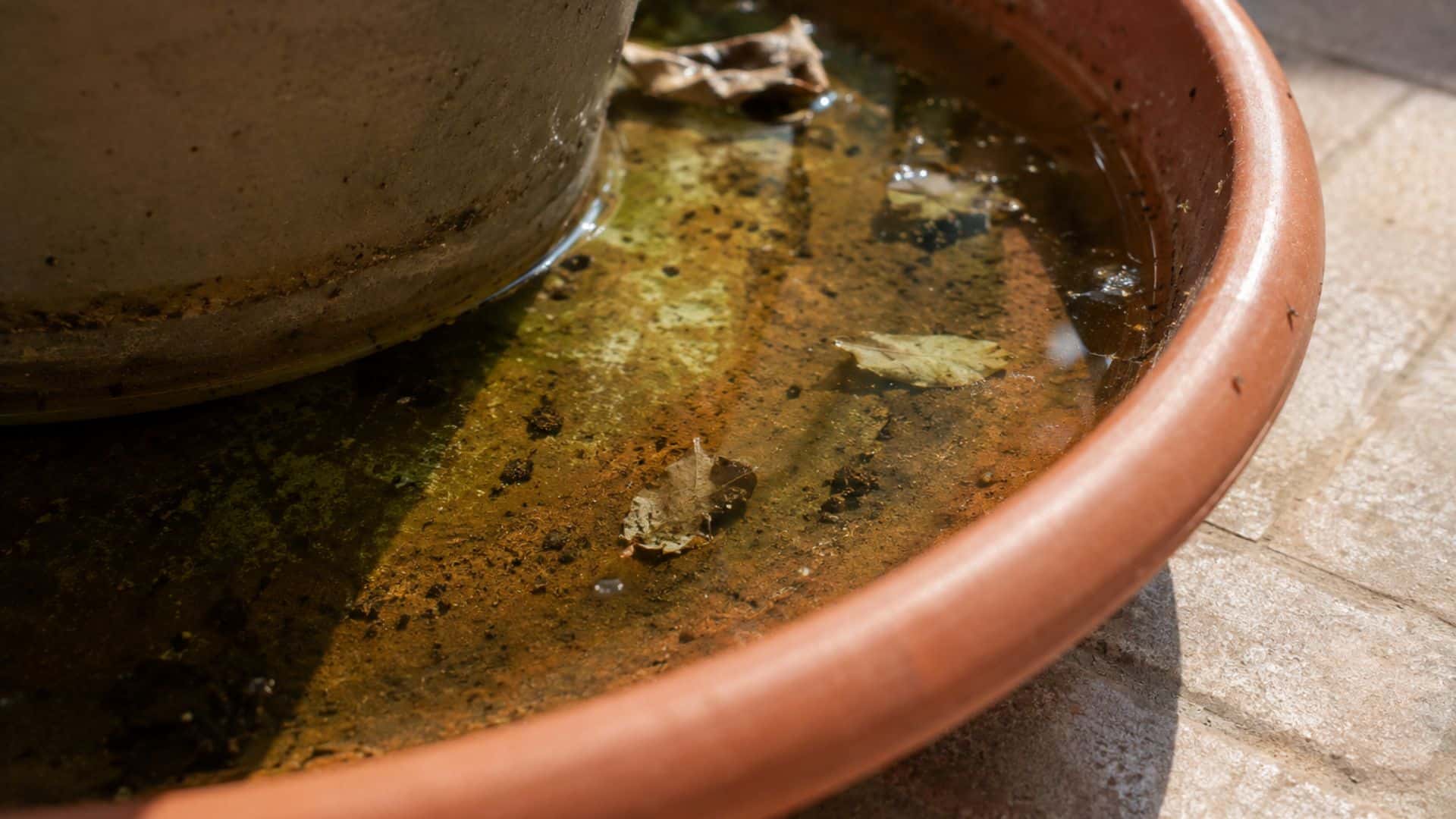 Stehendes Wasser in Untersetzern vor den Ferien entfernen
