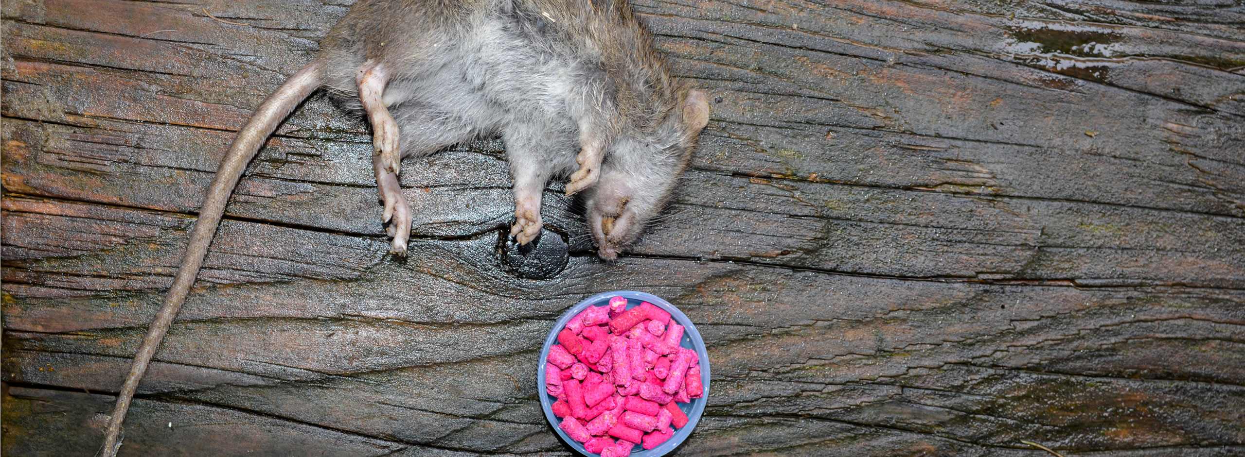 Veleno per topi, rischi delle esche rodenticide