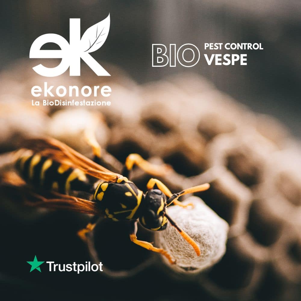 Bio Disinfestazione Vespe e Calabroni Rimozione Nidi Bio Disinfestazione Vespe e Calabroni Rimozione Nidi