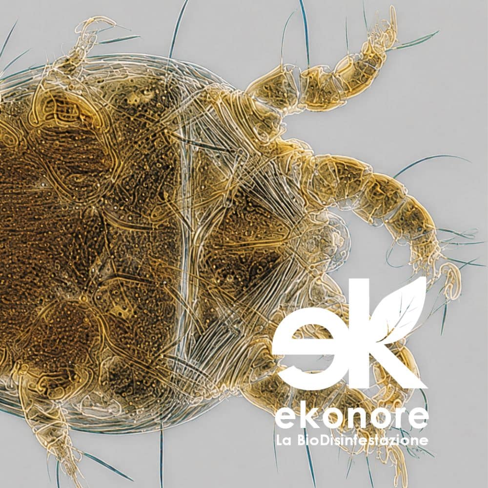 OpenGraph EKONORE Pagine Ekonore disinfestazione nido vespe