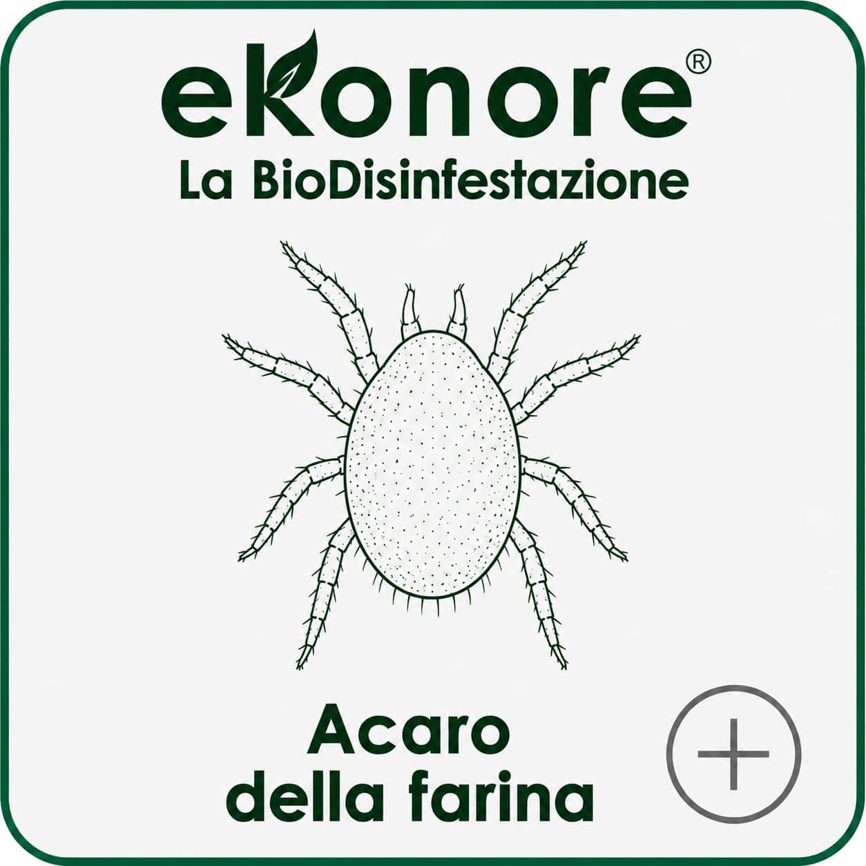 Acaro della farina infestante di farine e cereali stoccati