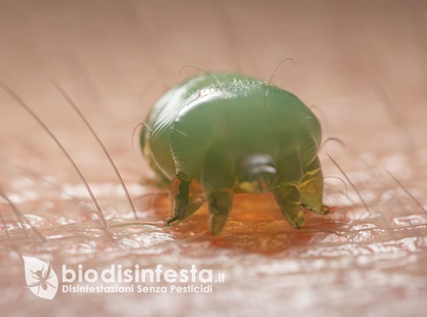 acaro della scabbia Malattia della scabbia acaro sarcoptes scabiei