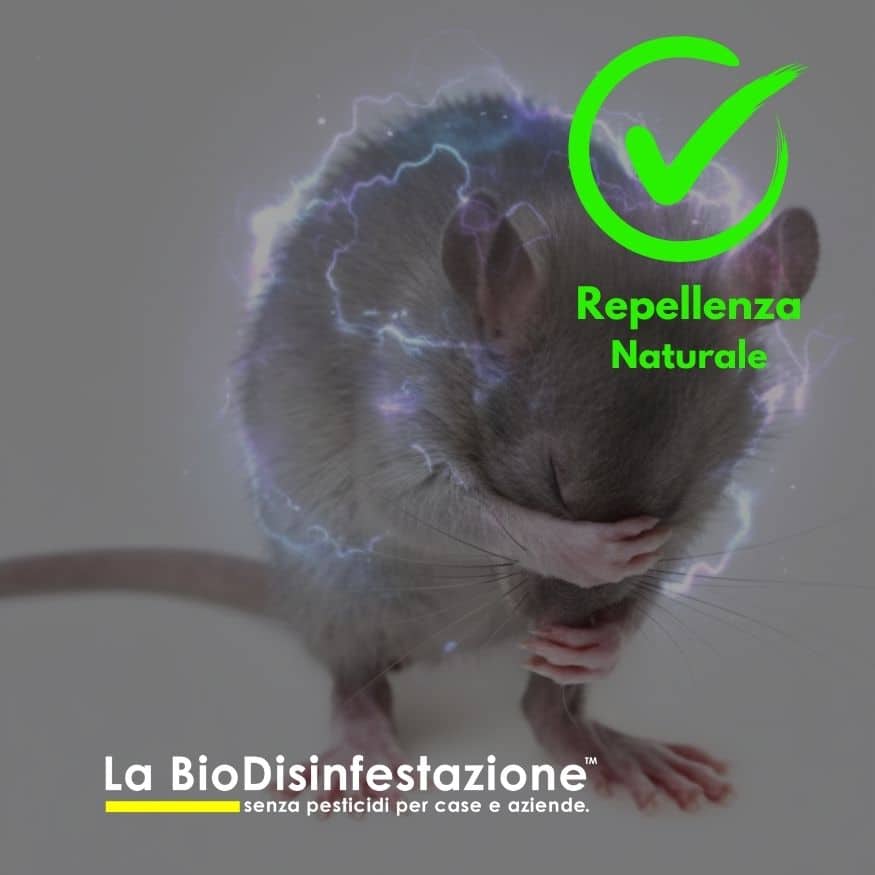 monitoraggio infestanti haccp derattizzazione monitoraggio infestanti haccp derattizzazione