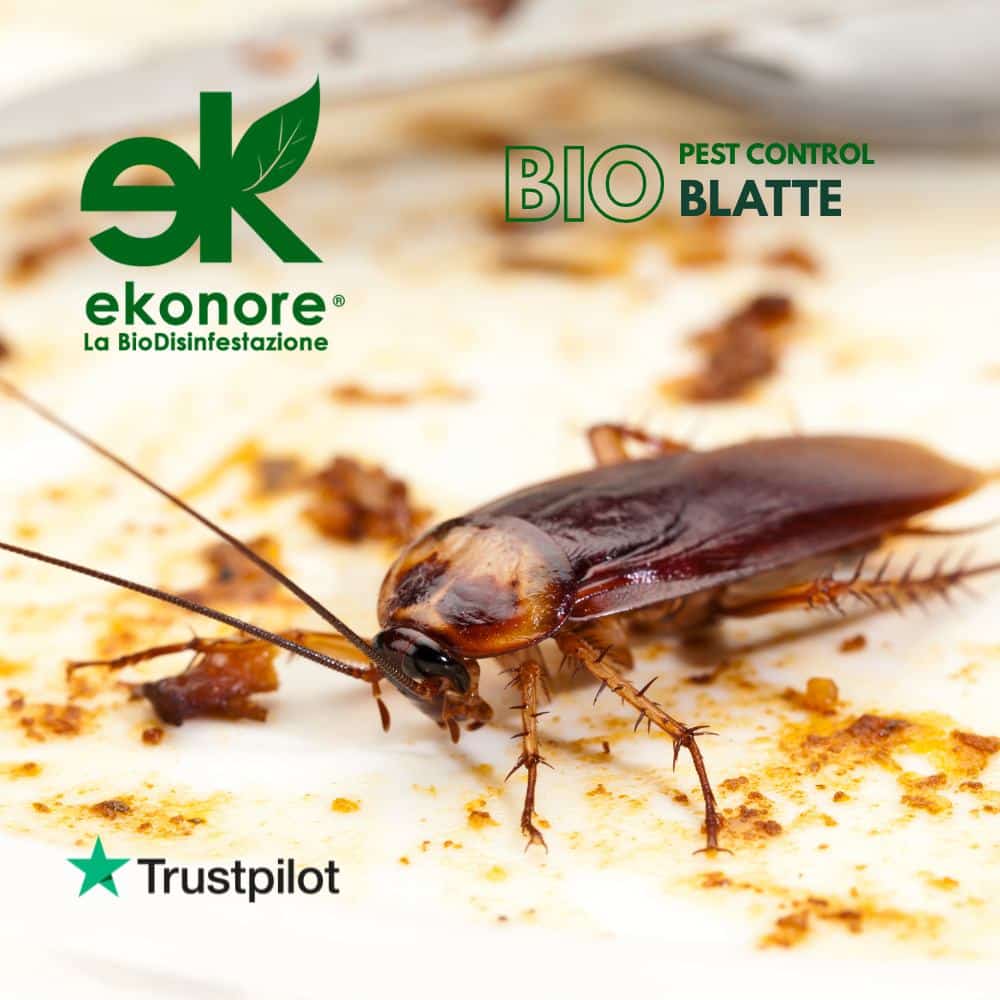 La bio disinfestazione blatte e scarafaggi La bio disinfestazione blatte e scarafaggi