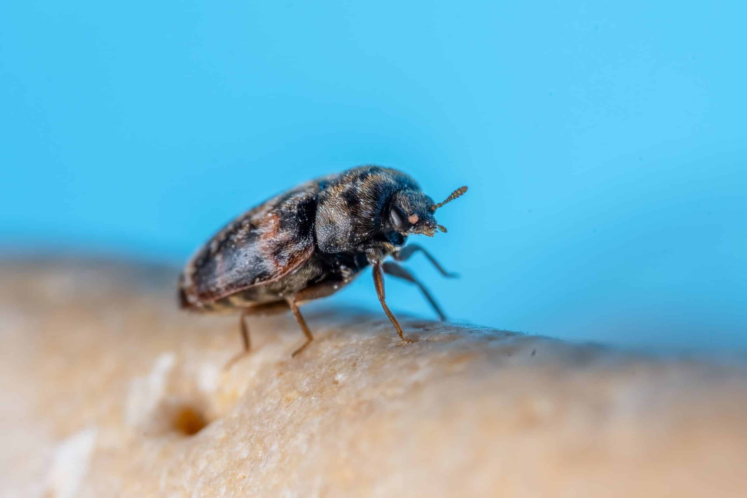 bio disinfestazione dermestidi 4 disinfestazione zanzare pest control bio