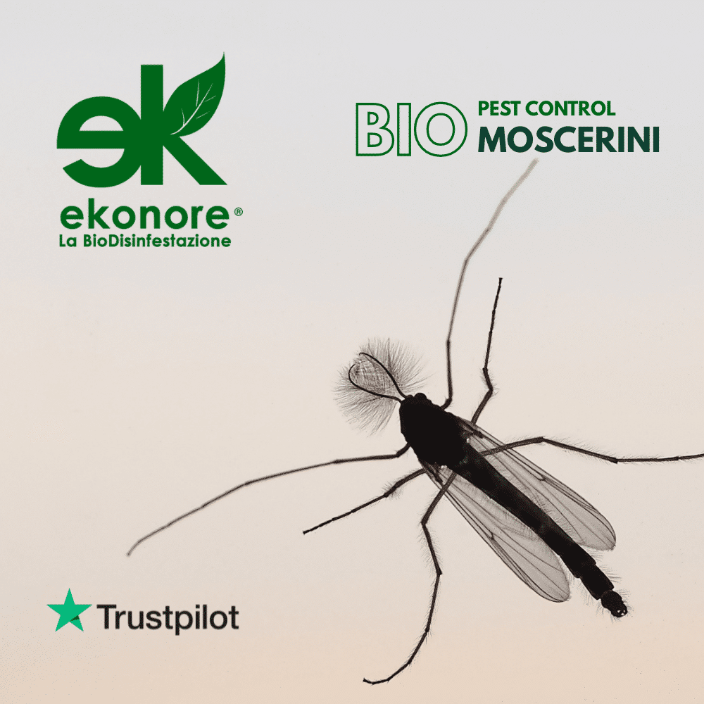 bio-disinfestazione-moscerini disinfestazione moscerini