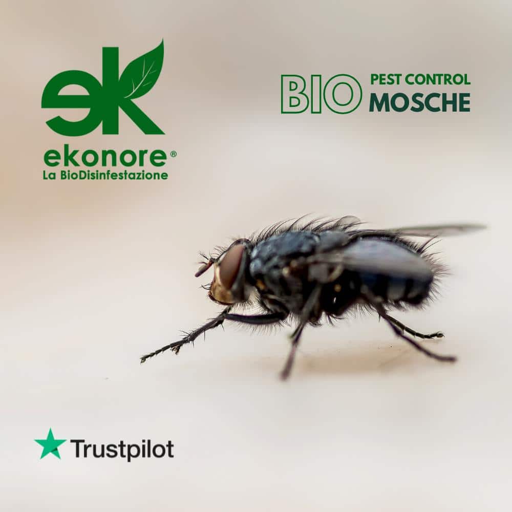 bio-disinfestazione-mosche Bio Disinfestazione Mosche Mosconi Moscerini