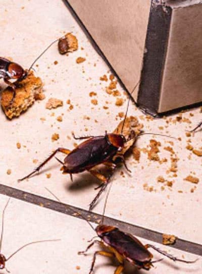 Come eliminare le blatte in casa Come eliminare le blatte in casa