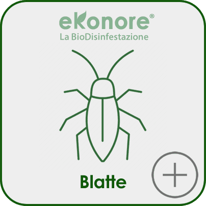Disinfestazione senza pesticidi blatte e scarafaggi