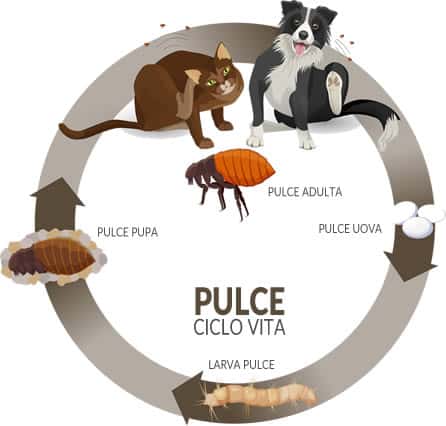 Pulce ciclo vita Pulce ciclo vita perchè punge l'uomo