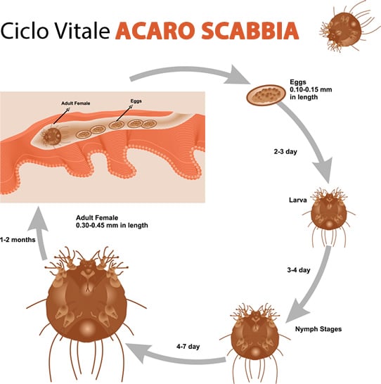 acaro della scabbia ciclo vitale acaro della scabbia ciclo vitale