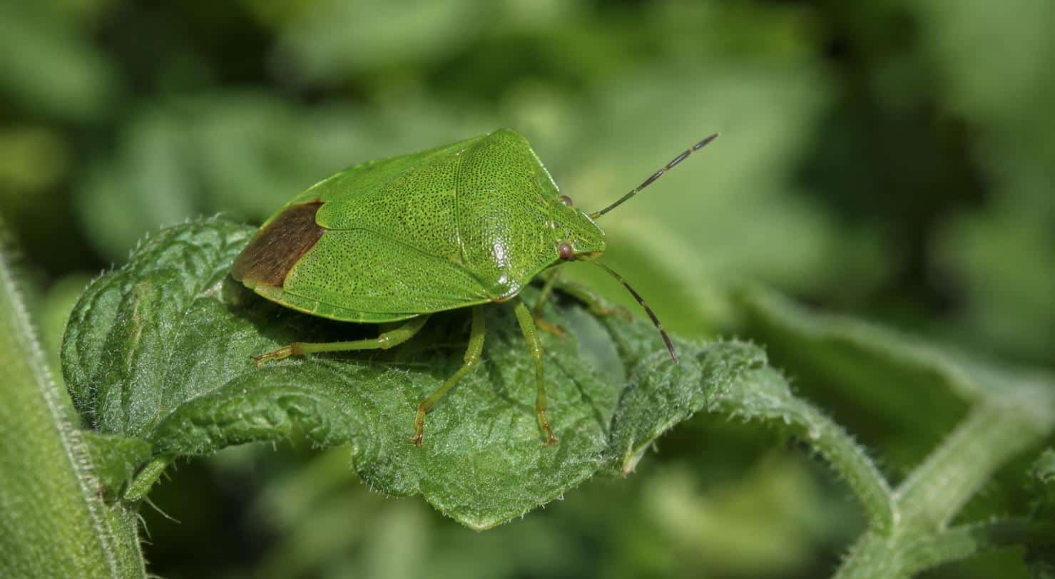Grüne Stinkwanze auf einem Tomatenblatt im Gemüsegarten: Sie lebt auf Pflanzen, nicht im Bett