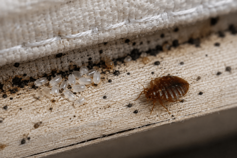 Uova di cimici dei letti nelle cuciture di un materasso