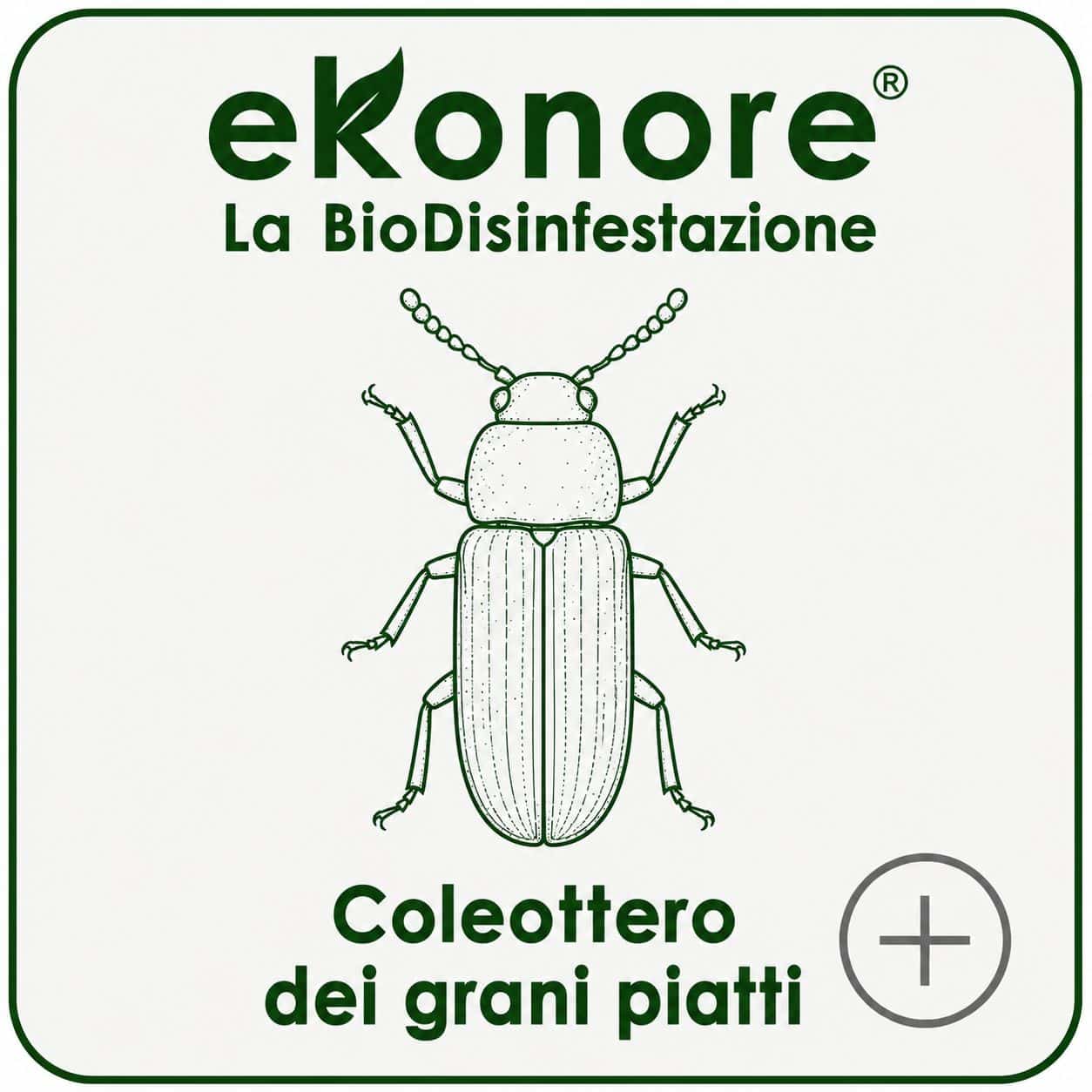 coleottero dei grani piatti infestante farine e cereali