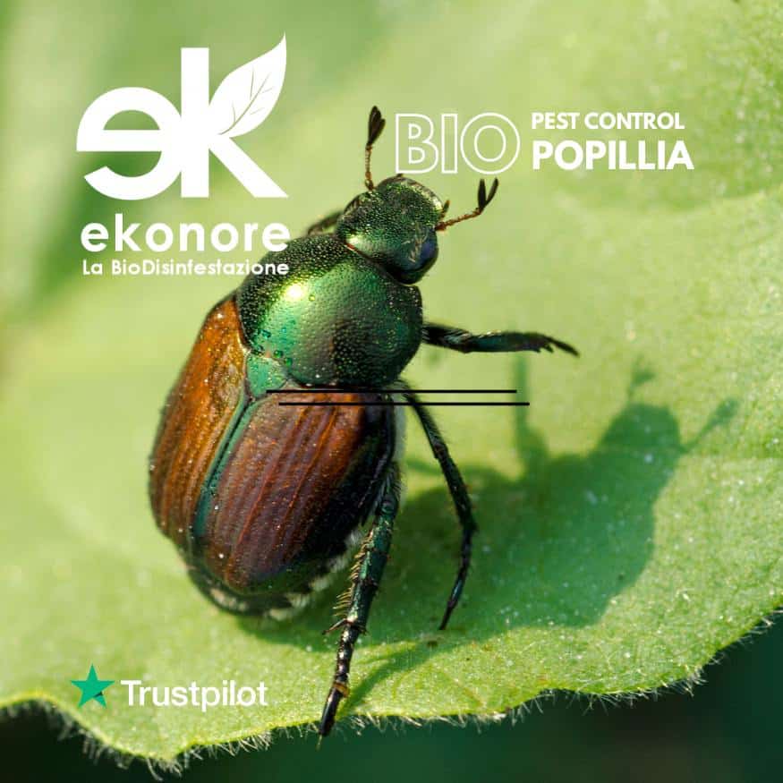 Come eliminare la popillia japonica il coleottero giapponese Come eliminare la popillia japonica il coleottero giapponese